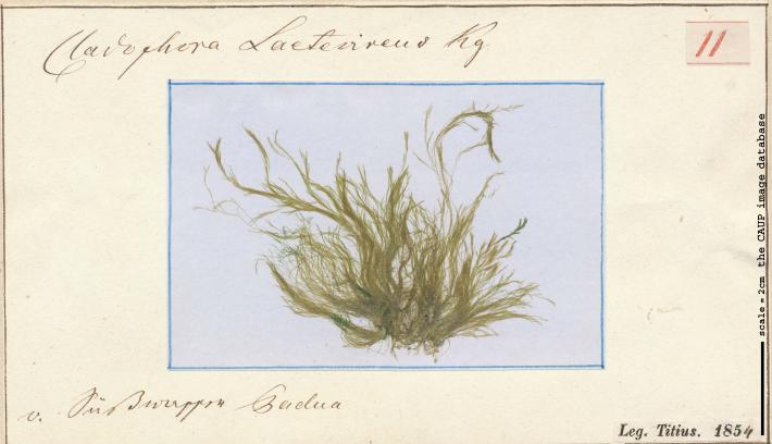 Cladophora laetevirens_11.jpg